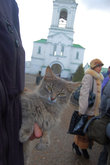 Местные кошки любят туристов