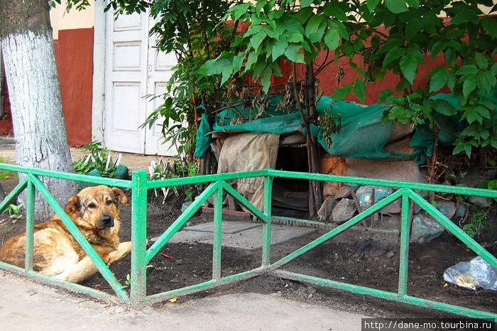 Пес и его дом. Новорязанская улица Москва, Россия