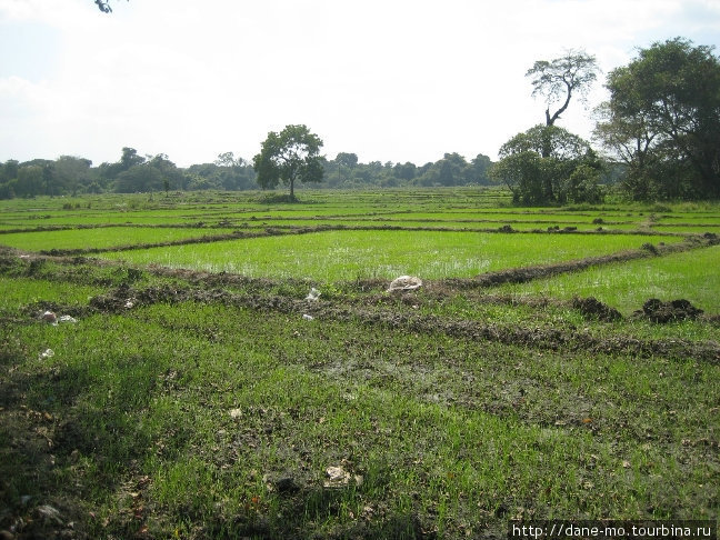 Рисовые поля вдоль трассы Северо-Центральная провинция, Шри-Ланка