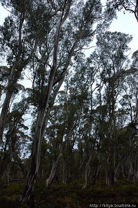Природа Тасмании Штат Тасмания, Австралия