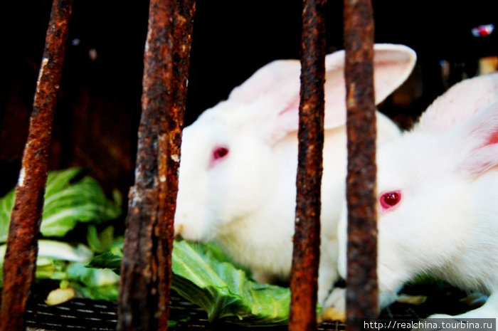 Кролики выглядят поразительно безмятежно. Они сидят в своих клетках и продолжают грызть капусту. Кролики глупые. Мне кажется, они не догадываются. Сямэнь, Китай