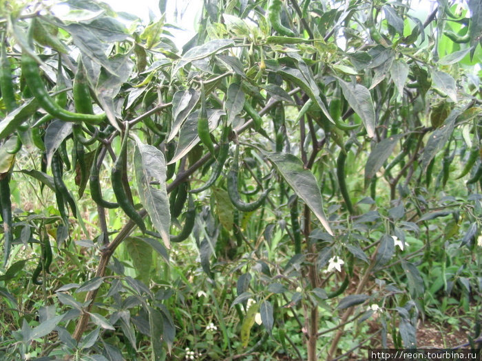 В огородах — заросли острого перца Суматра, Индонезия