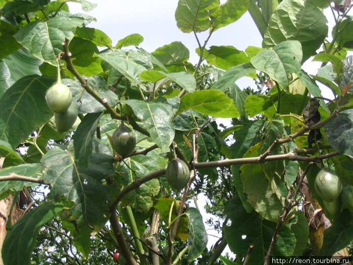 Тропических фруктов тоже немало Суматра, Индонезия
