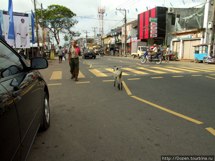 машины, козы, люди, мотоциклы — так выглядят все дороги в городах Ш-Л.
Иногда любой персонаж в списке может  быть заменен на собаку, велосипедиста или корову Калутара, Шри-Ланка