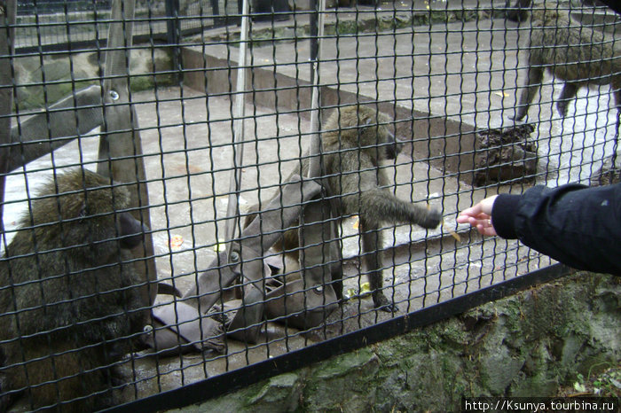 Ялтинский зоопарк Ялта, Россия