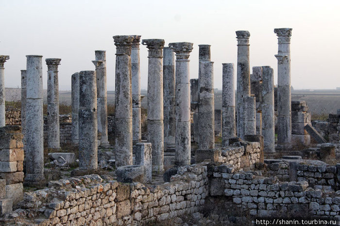 Колонны храма — немного в стороне от главной улицы Афамии, но колонн тоже много Афамия, Сирия