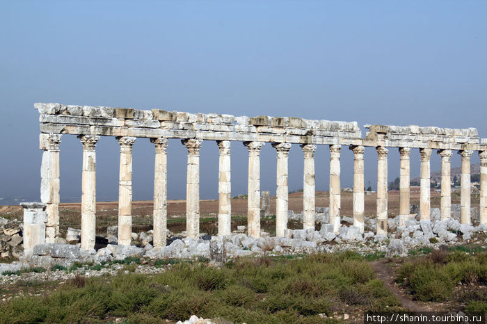 Белые колонны и зеленая трава Афамия, Сирия