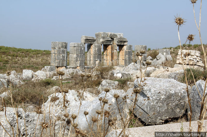 Руины и засохший бурьян Афамия, Сирия