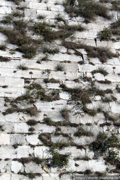 Трава пробивается сквозь каменную кладку стены Сирия