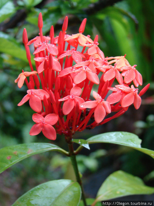 Ягодки-цветочки Малайзия