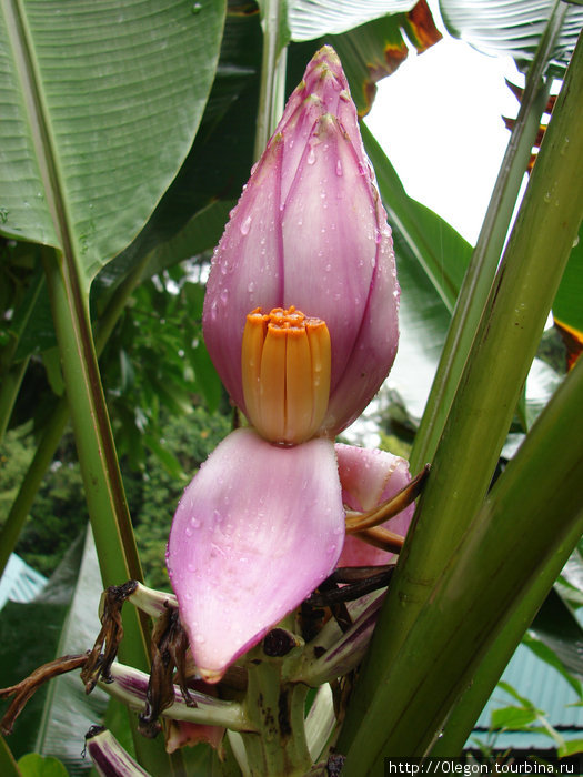 Цветок банана Малайзия