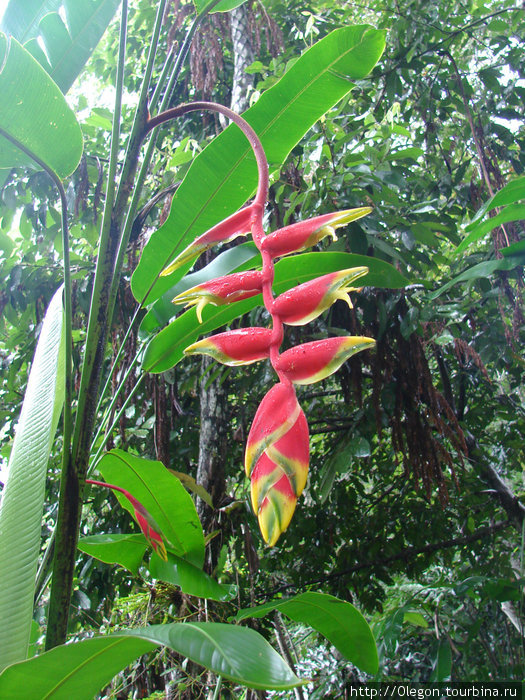 Ягодки-цветочки Малайзия