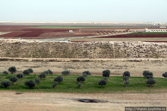 Деревья посреди полупустынного пейзажа Телл-Мардих, Сирия