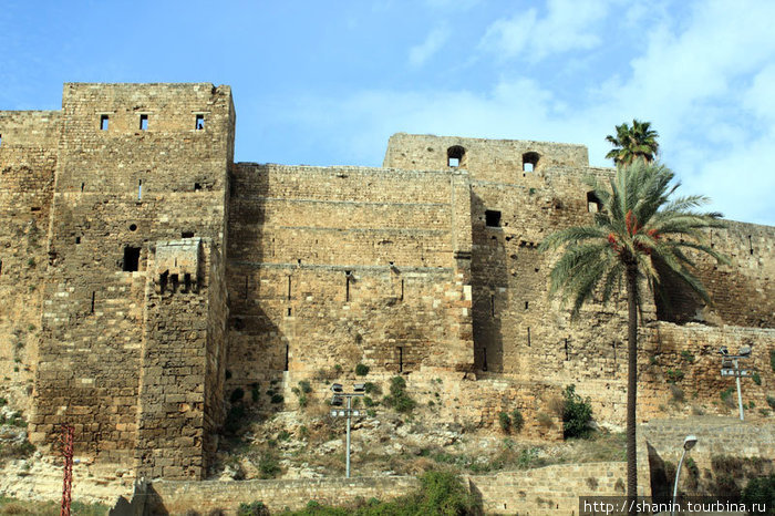 Крепость и пальма Триполи, Ливан