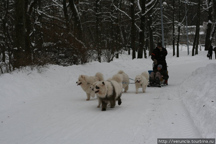 Катание на собачьей упряжке на Елагином острове. Санкт-Петербург, Россия