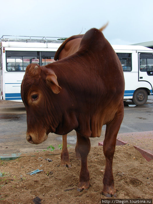 Бычок посреди города Шри-Ланка