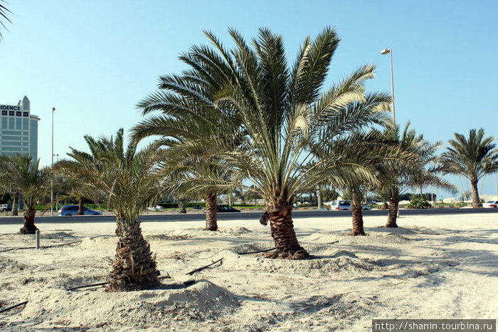 Пальмовая роща Манама, Бахрейн