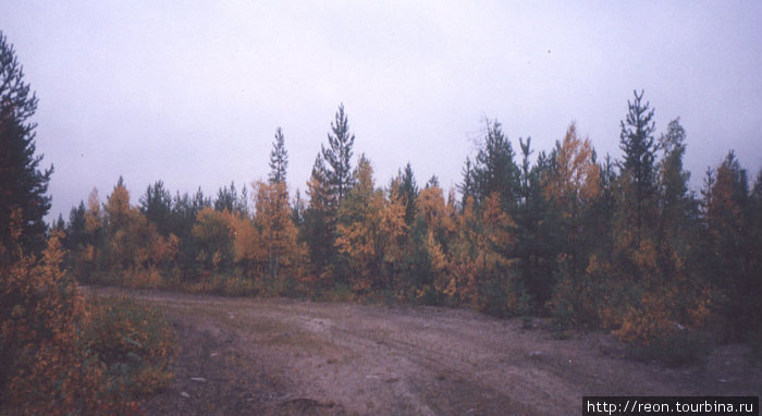 Наступает осень. Хмурую погоду компенсируют яркие лесные краски Республика Карелия, Россия