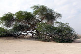 Дерево жизни — гигантская акация посреди пустыни, неизвестно откуда берущая воду