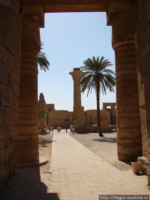 Пальма с коллонами Египет