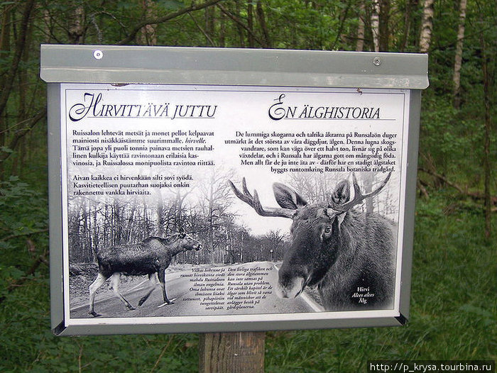В лесу водятся лоси Финляндия