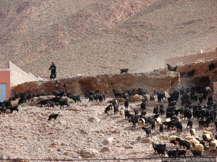 Козы выручат своим мясом и молоком Бульман, Марокко