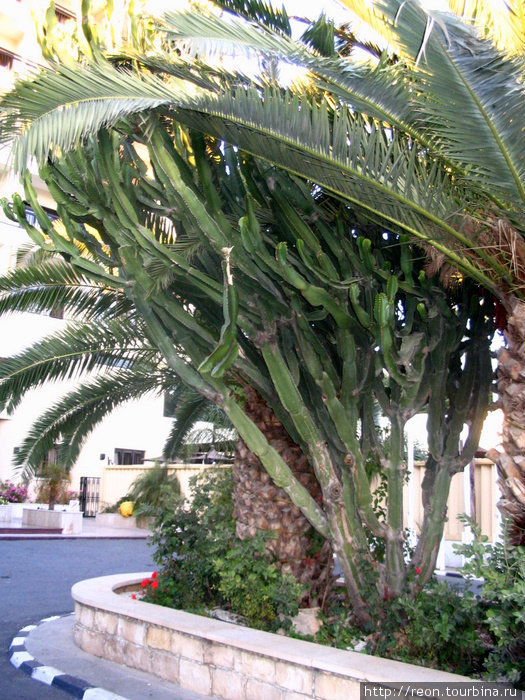А этот мегакактус рос прямо перед входом в отель Лимассол, Кипр