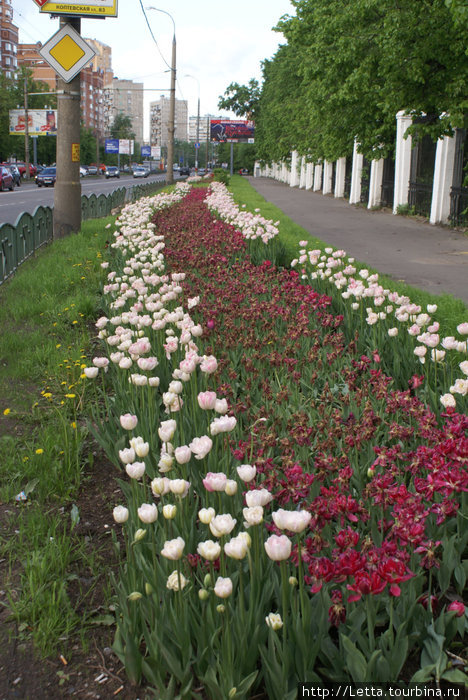Московский парк в конце мая Москва, Россия