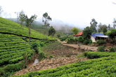 На краю чайной плантации