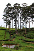 Эвкалиптовая роща на чайной плантации