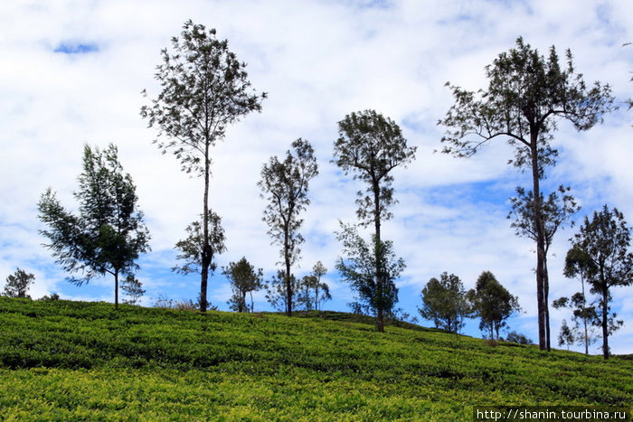 Деревья посреди чайных кустов Хапутале, Шри-Ланка