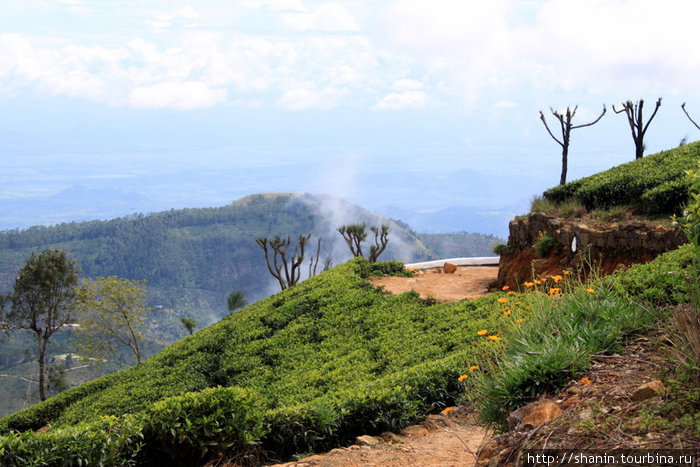Дорога через чайную плантацию Хапутале, Шри-Ланка