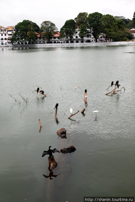 На озере Канди всегда много птиц Канди, Шри-Ланка