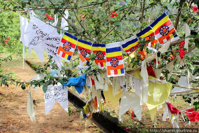 Буддистские флажки на священном дереве Шри Пада Пик (Пик Адама 2243м)  заповедник дикой природы, Шри-Ланка