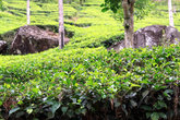 Чайная плантация возле Пика Адама