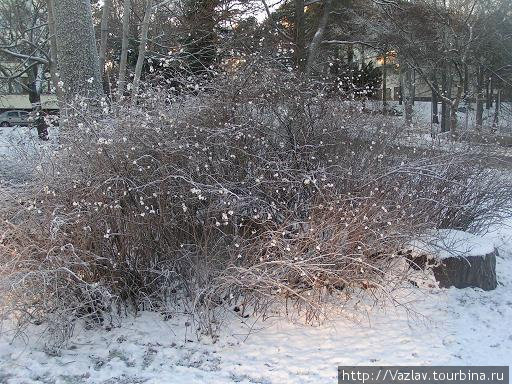 Снежный куст Котка, Финляндия