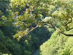 Вид на долину р. Хоста со смотровой площадки