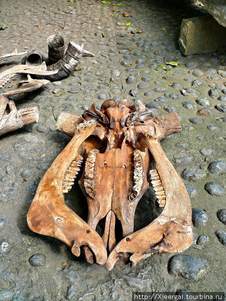 Возле входа лежал череп животного Шанхай, Китай