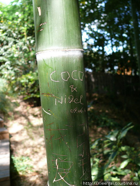 Подобно сотням тысяч других посетителей, Сосо и Нигель оставили свои росписи на стволе бамбука. Шанхай, Китай