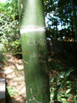 Подобно сотням тысяч других посетителей, Сосо и Нигель оставили свои росписи на стволе бамбука.