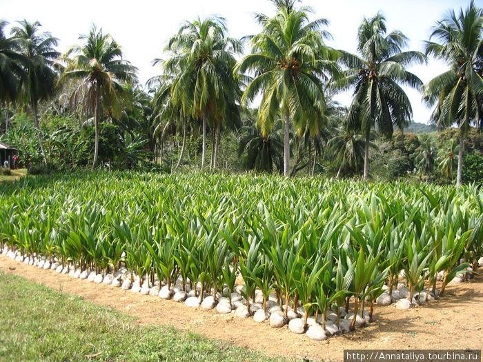 Кокосовые плантации Куба