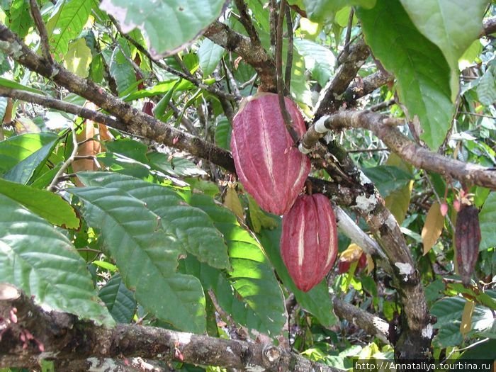 А заодно освоила, как растет какао. Кстати, в длину сей плод достигает сантиметров 20-30. А сам какао-порошок делают из его зерна! Куба