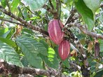 А заодно освоила, как растет какао. Кстати, в длину сей плод достигает сантиметров 20-30. А сам какао-порошок делают из его зерна!