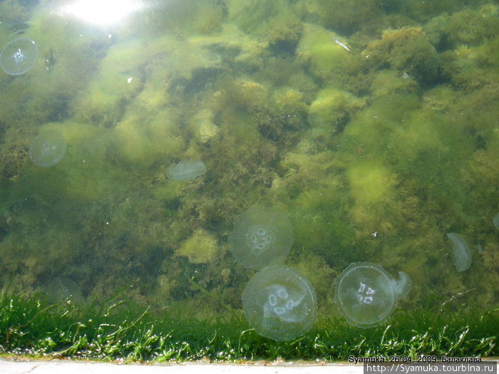 В воде плавали медузы и создавали своими телами красивые узоры... Балаклава, Россия
