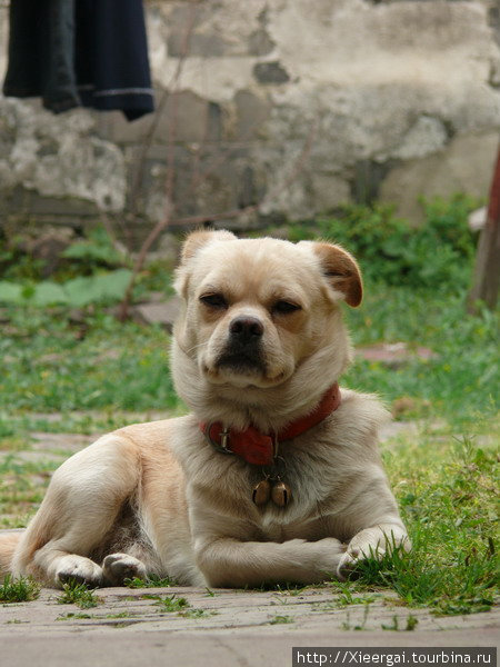 Пёс или собака Уцзян, Китай