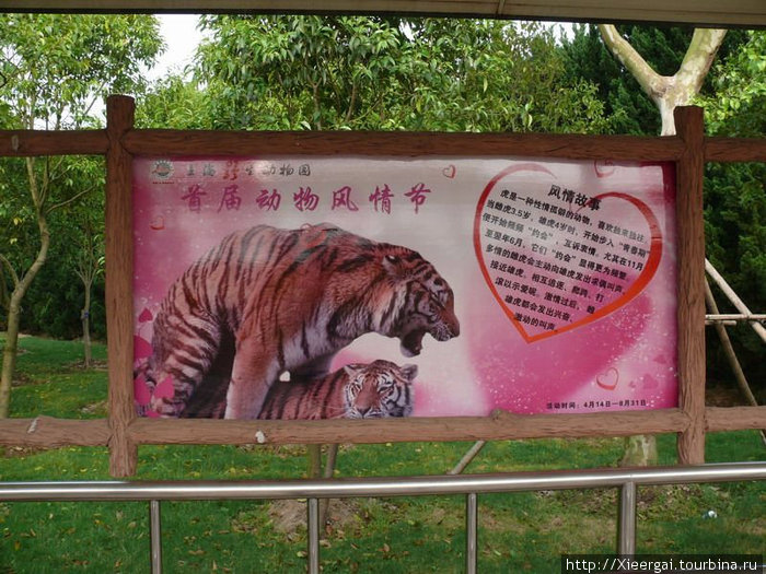 В парке можно узнать подробности интимной жизни тигров Шанхай, Китай