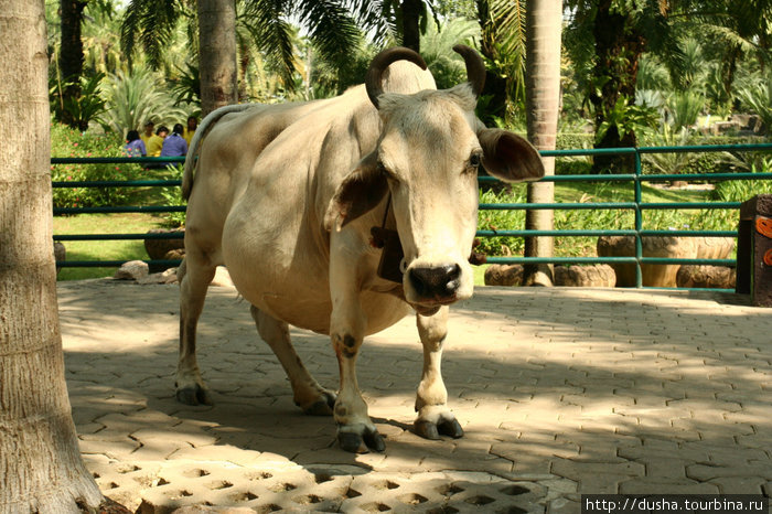 Тоже парк Нонгнуч,там можно кормить и теребить животных,бедненькая замученная маленькая коровка Таиланд