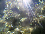 Фото кораллов через стекло катамарана.