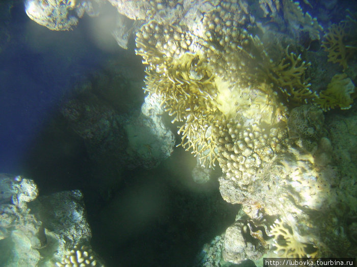 Фото кораллов через стекло катамарана. Шарм-Эль-Шейх, Египет