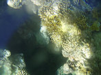 Фото кораллов через стекло катамарана.